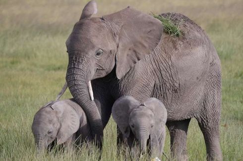 Langka, Gajah Kembar Lahir di Sri Lanka