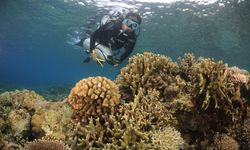 Optimalkan Wisata Bahari di Tidore, Kementerian KP Teliti Arkeologi Maritim