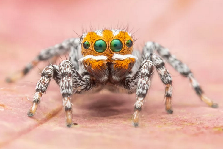 Spesies baru Laba-laba merak memiliki warna wajah oranye dengan garis-garis putih mirip tokoh Nemo dalam kartun Finding Nemo. Spesies yang ditemukan di Australia Selatan ini dinamai Maratus nemo.