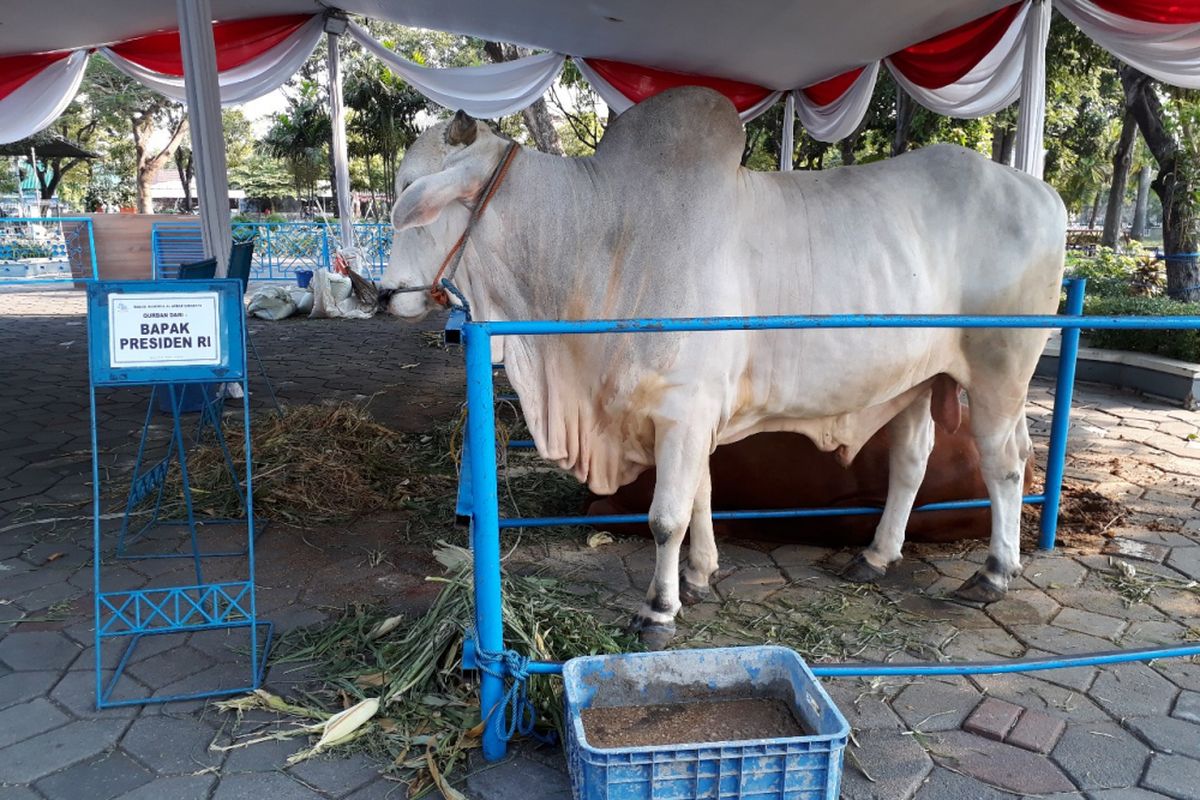 Sapi kurban sumbangan Jokowi di Masjid Al-Akbar Surabaya.