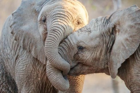 Rahasia Keampuhan Gajah Melawan Ancaman Kanker Terungkap