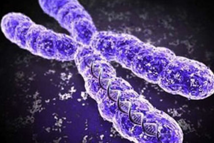 Soal Pembahasan Mutasi Gen Dan Kromosom – Nasi