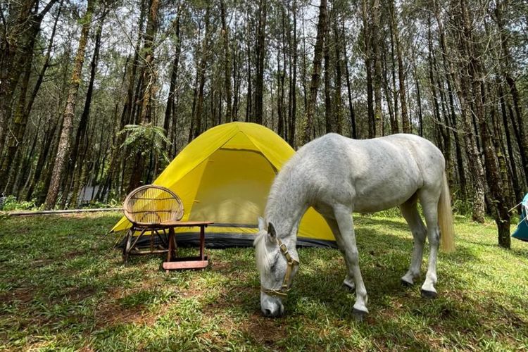 Kuda yang dilepas bebaskan di kawasan piknik Tangkal Pinus.