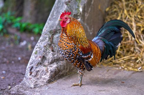 Sedang Ambil Telur di Kebun, Wanita di Australia Dibunuh Ayam Jantan Peliharaan