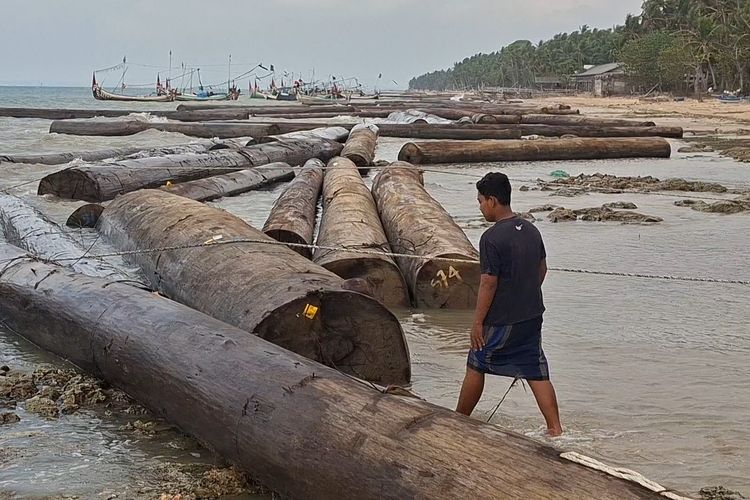 Ratusan Kayu Gelondongan Terdampar di Sumenep, ABK Ungkap Kronologinya