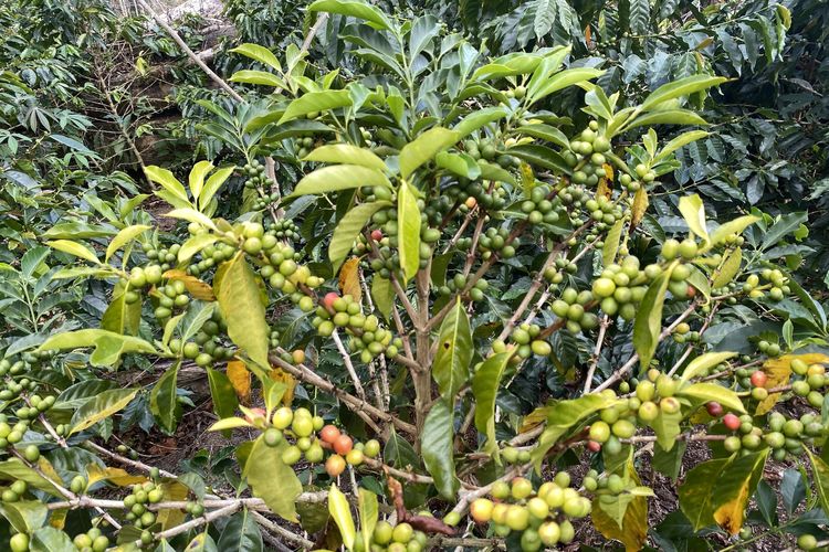Kopi Ngata Ona Sigi, Bertahan di Tengah Jalur Ekstrem dan Akses Terbatas