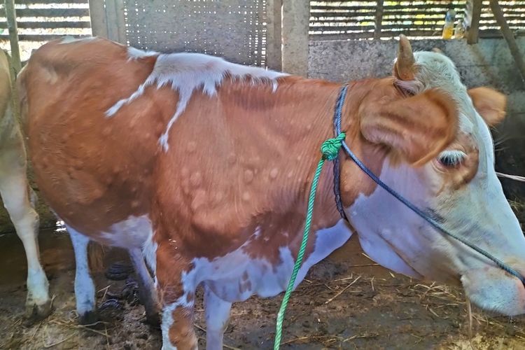 Kondisi sapi yang terkena gejala virus Lumpy Skin Disease (LSD), memiliki ciri sekujur tubu sapi terdapat benjolan-benjolan, di Sragen, Jumat (13/1/2023).