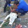 Seekor Sapi Terperosok di Lubang Got Kota Yogyakarta, Damkar Turun Tangan Evakuasi
