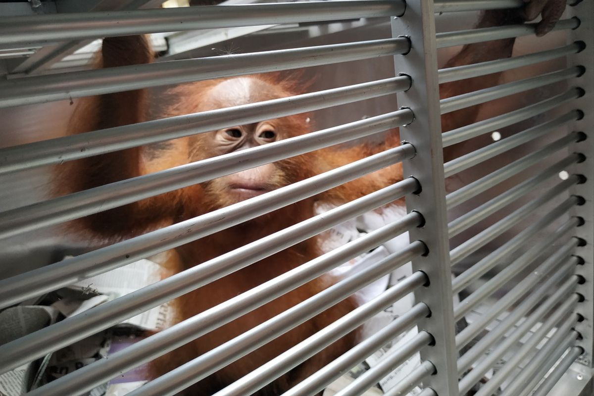 Bonbon, seekor orangutan yang berhasil diselamatkan di Bandara Ngurah Rai, Bali