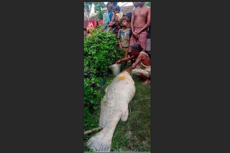 Ikan temuan nenek Pushpa Kar di India laku seharga 6.200 rupee (Rp 1,25 juta) per kilogram dengan bobot 52 kg.