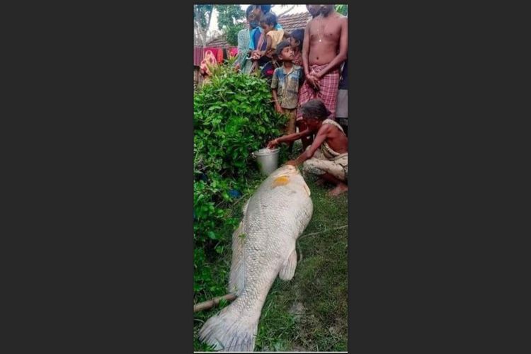 Nenek Temukan Ikan Mati Raksasa, Dijual Laku Rp 65 Juta dan Kaya Mendadak