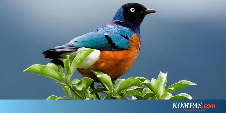 Perdagangan Satwa Dilindungi Meningkat