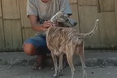 KLB Rabies di Sikka, Kecemasan Warga Lewomada Saat Ratusan Anjing Belum Divaksinasi