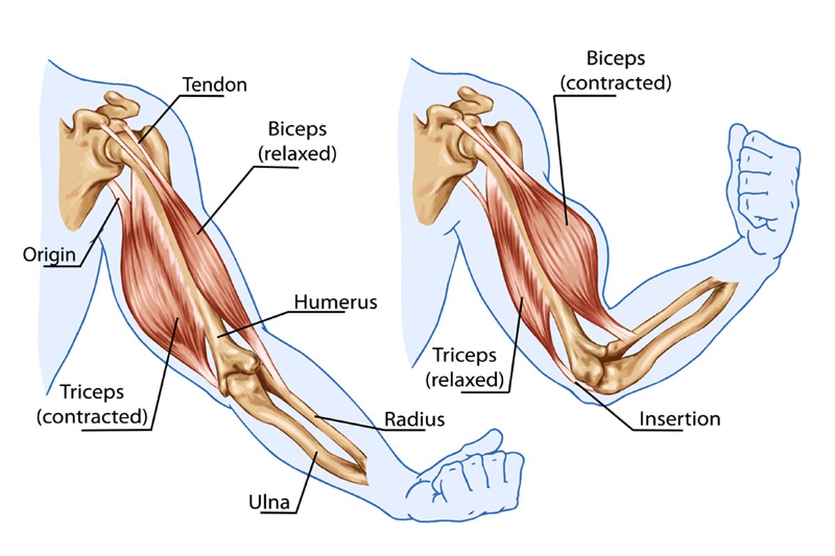 Cara kerja otot bisep dan trisep