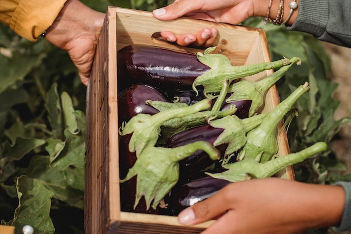 Ilustrasi, panen terong