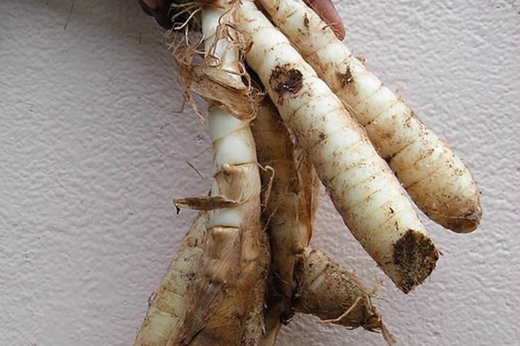 Olahan tanaman garut, tepung umbi garut memiliki banyak manfaat untuk kesehatan, termasuk meredakan penyakit asam lambung.