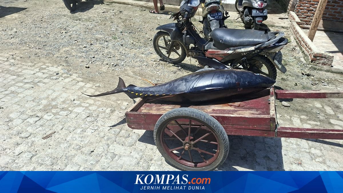 Volume tangkapan tuna Indonesia anjlok 20-30% akibat eksploitasi berlebih dan perubahan iklim. Ini peringatan serius bagi industri perikanan nasional yang strategis.