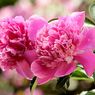 Makna Bunga Peony Menurut Feng Shui dan Cara Menggunakannya