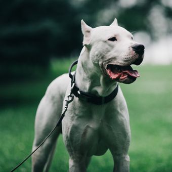 Dogo Argentino, anjing