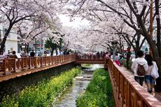 Tempat Terbaik Melihat Bunga Sakura di Korea