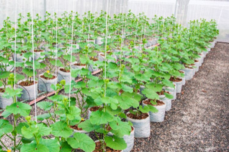 Ilustrasi tanaman melon di dalam green house