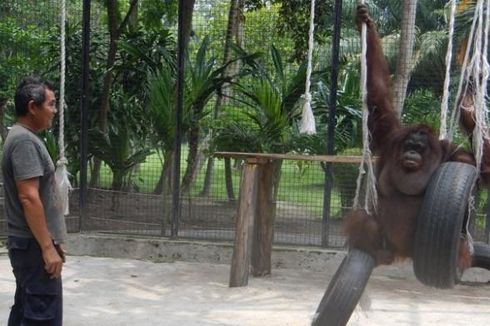 Obesitas, Orangutan Kiriman KBS Jalani Diet di Banyuwangi