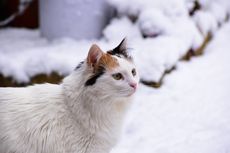 Wanita yang Paksa Kucing Merokok di Tebing Tinggi Minta Maaf, Mengaku hanya Bercanda