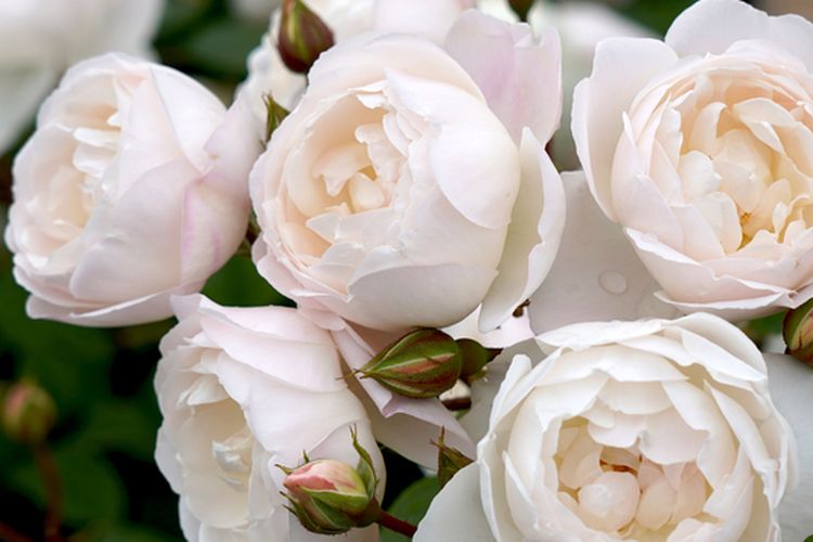 Ilustrasi bunga mawar Desdemona yang mengeluarkan aroma harum. 