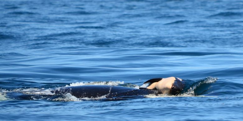 Bayi orca terlihat didorong oleh induknya, Selasa (24/7/2018) yang lalu