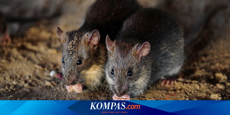 Ramai Soal Hantavirus Berikut Sumber Penyebaran Dan Cara Pencegahannya Halaman All Kompas Com