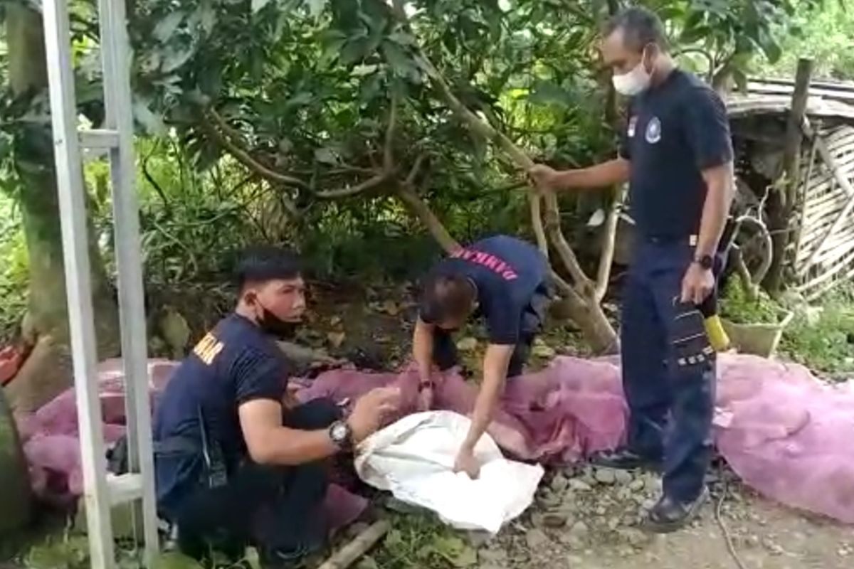Petugas Satpol PP Bondowoso terkena gigitan kera saat hendak mengevakuasi kera yang masuk ke pemukiman 
