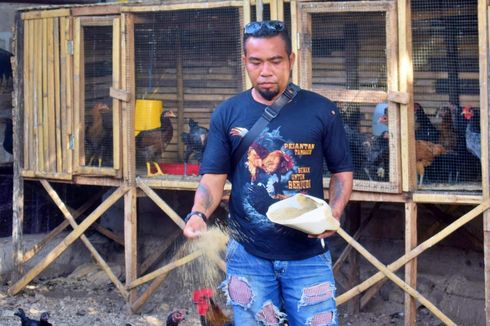 Kisah Rofin, Sarjana Pendidikan yang Pilih Beternak Ayam Kampung dan Sukses Atasi Stunting