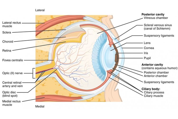 Struktur mata manusia