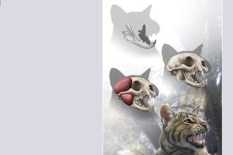 Dengan menggunakan fosil tulang rahang yang ditemukan di Madrid, para ilmuwan dapat mengilustrasikan seperti apa rupa kucing Magerifelis peignei.