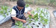 Cerita Dwi Angga, Petani Gen Z Rawa Malang Jakut yang Ubah Lahan Kumuh Jadi Ruang Tumbuh