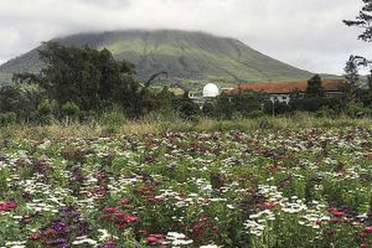 Perkebunan bunga aster dengan latar belakang Gunung Lokon di Kota Tomohon, Sulawesi Utara, beberapa waktu lalu. Budidaya bunga dan sayuran menjadi salah satu mata pencarian penduduk di Kota Tomohon yang dikelilingi gunung api aktif dan berhawa sejuk.