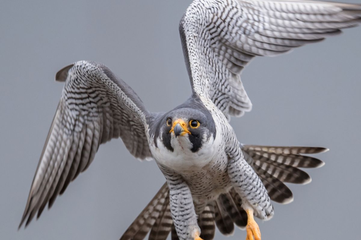 Alap-alap kawah atau Peregrine Falcon dalam bahasa Inggris (Falco peregrinus) adalah hewan tercepat di dunia burung.