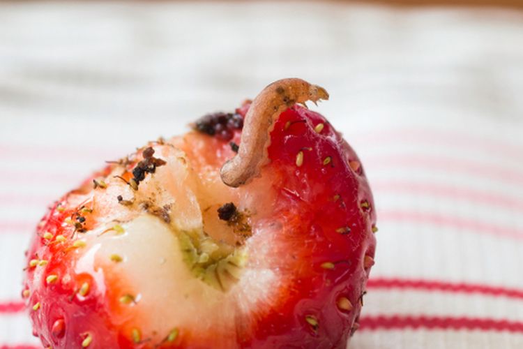 Ilustrasi buah strawberry terserang hama