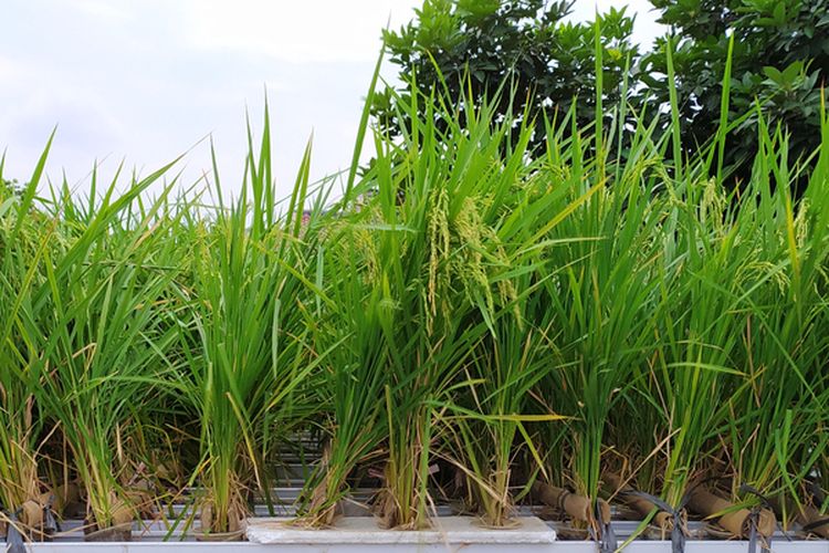 Ilustrasi padi hidroponik, menanam padi dengan sistem hidroponik. 