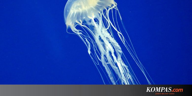 Fakta Menarik Ubur Ubur Hewan Purba Hingga Pernah Ke Luar Angkasa