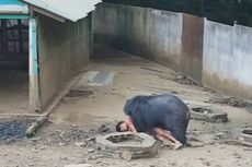 Ingin Memberi Makan, Pria Thailand Nyaris Tewas Diserang Beruang