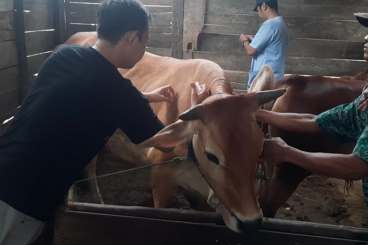 Mahasiswa Universitas Airlangga Surabaya menyuntik hewan ternak yang suspek PMK di Desa Gempolrejo, Kecamatan Tunjungan, Kabupaten Blora, Jawa Tengah, Selasa (14/6/2022)