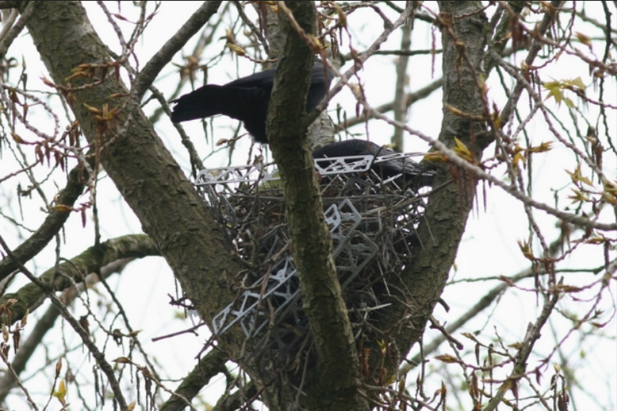 Sarang burung gagak di pohon poplar Belanda. Sarang sebagian terbuat paku anti burung dari logam 