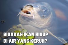 Bisakah Ikan Hidup di Air yang Keruh? 