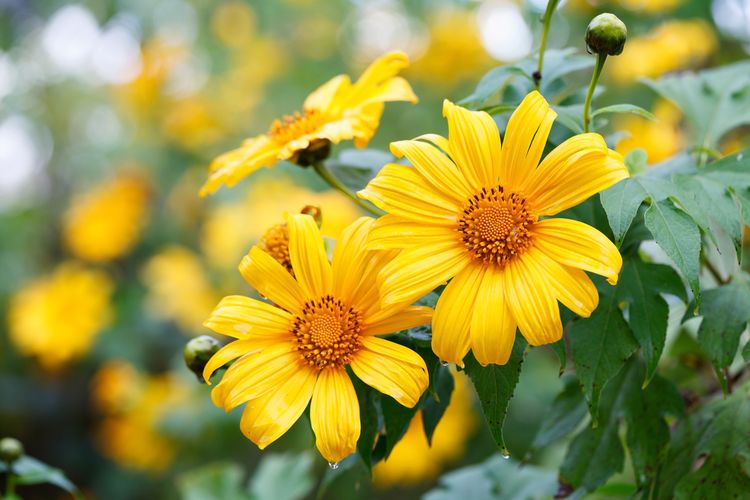 Ilustrasi bunga matahari Meksiko atau Mexican sunflower.