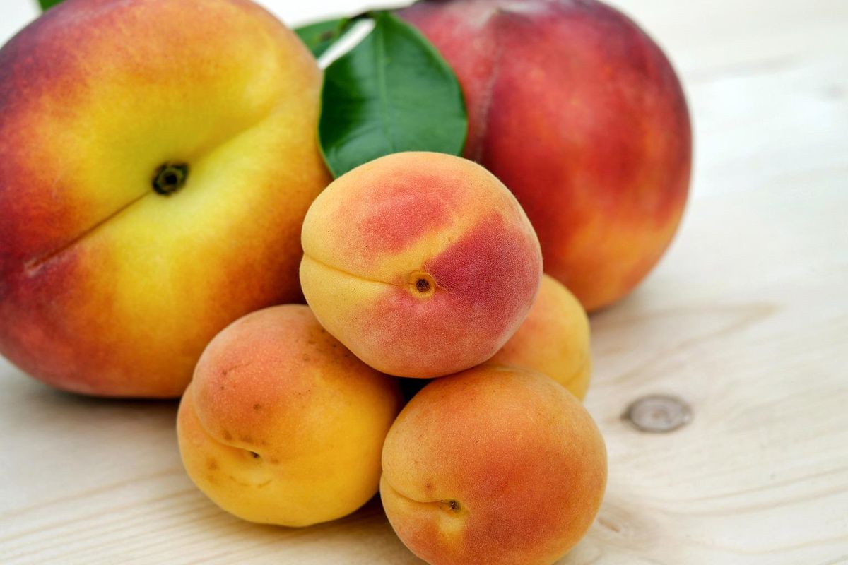 Ilustrasi buah aprikot. 
