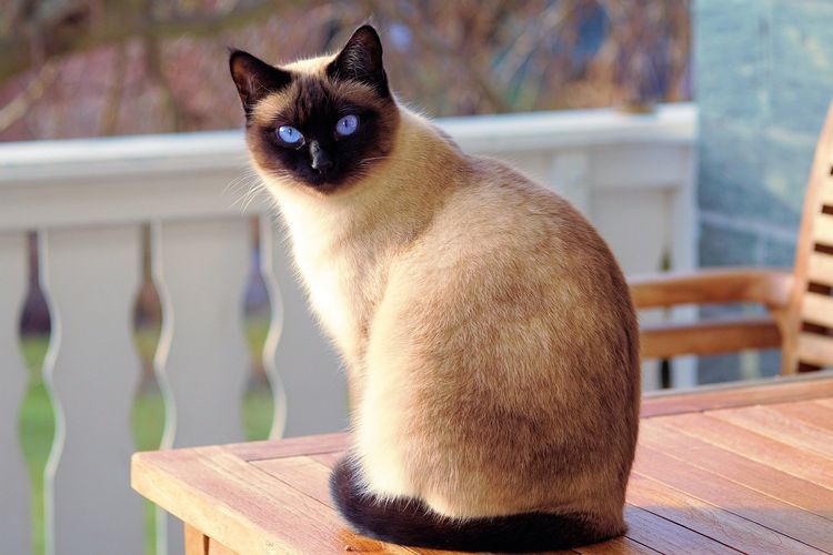 Ilustrasi kucing jenis Siamese. 