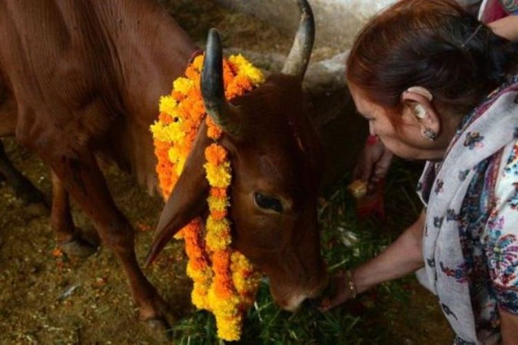 Bagi umat Hindu India, sapi adalah hewan suci yang tak boleh disakiti apalagi dibunuh.