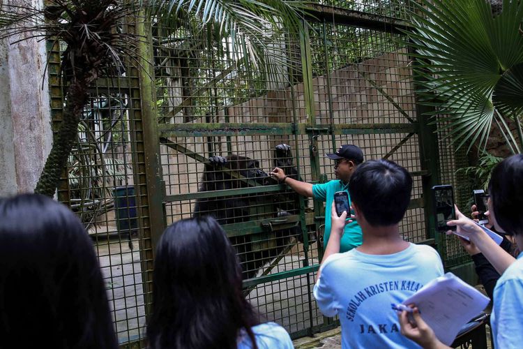 Pengasuh hewan saat memberikan makan Gorila di Kebun Binatang Ragunan, Jakarta Timur, Rabu (20/3/2019). Makanan yang diberikan adalah jenis buah-buahan dan sayuran.