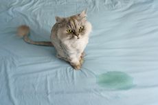 Cara Menghilangkan Noda Kencing Kucing dari Tempat Tidur